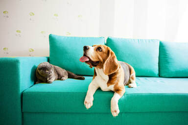 Cat and dog sat on blue fabric sofa